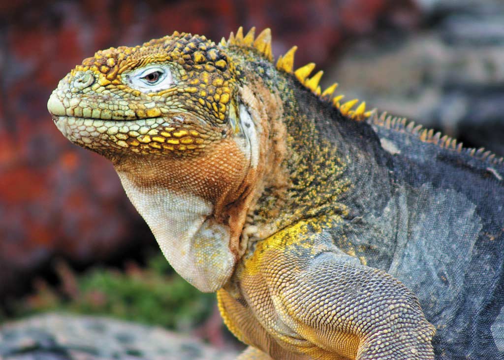 Iguana on land. Photo © Lisa Cho.