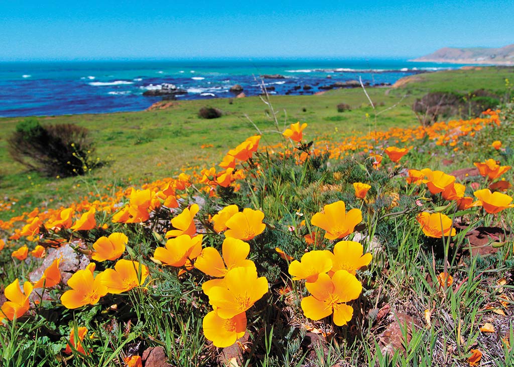 California Poppies. Photo © Biolifepics/Dreamstime.